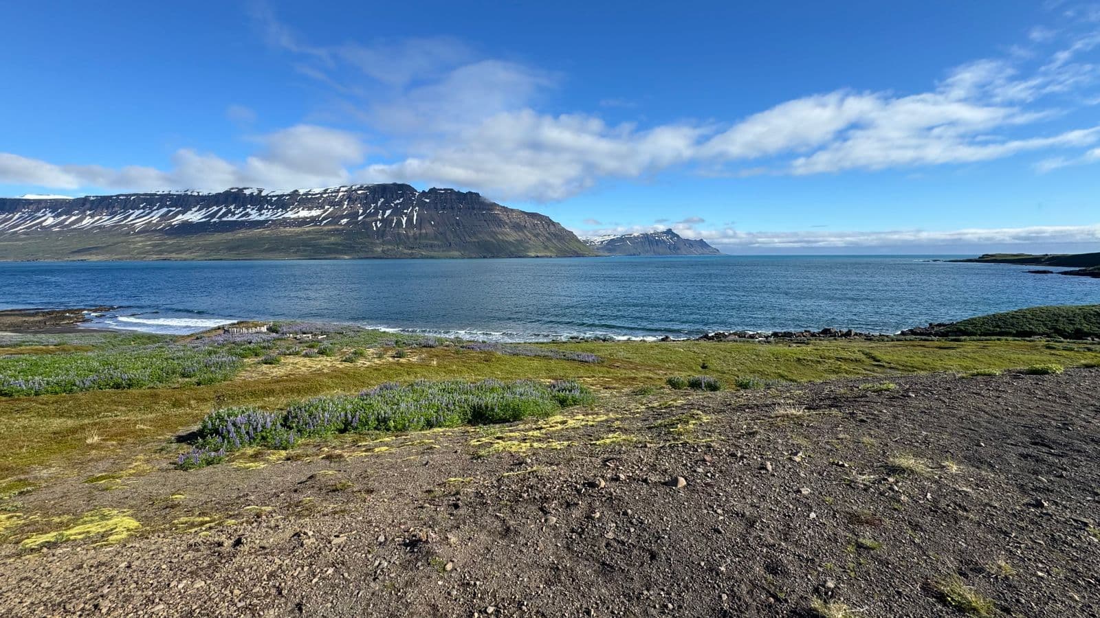 A wide fjord with snow-streaked, flat-topped mountains across the water and lupins on the shore in summer