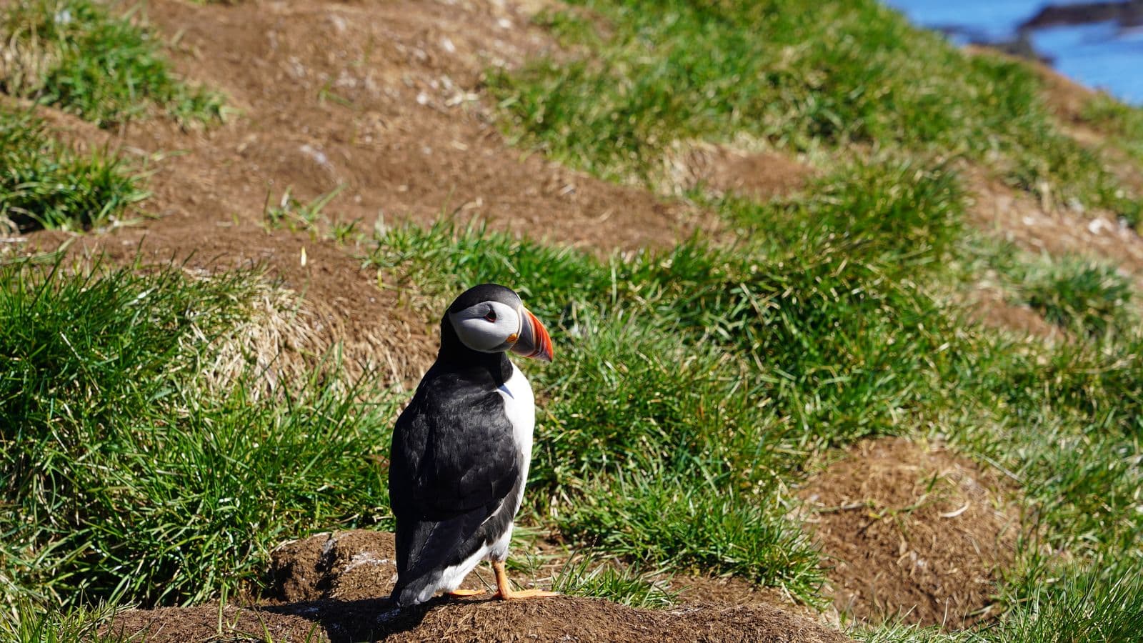 Atlantic puffin standing on a grassy slope with sea in the background